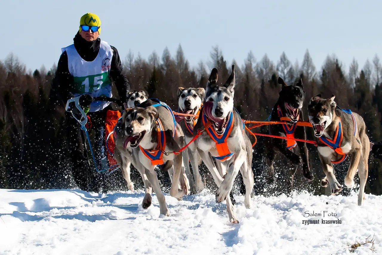 Psie zaprzęgi i dogoterapia